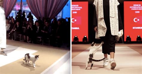 cat crashes fashion show dior|Fashionable feline gatecrashes the Christian Dior runway in .